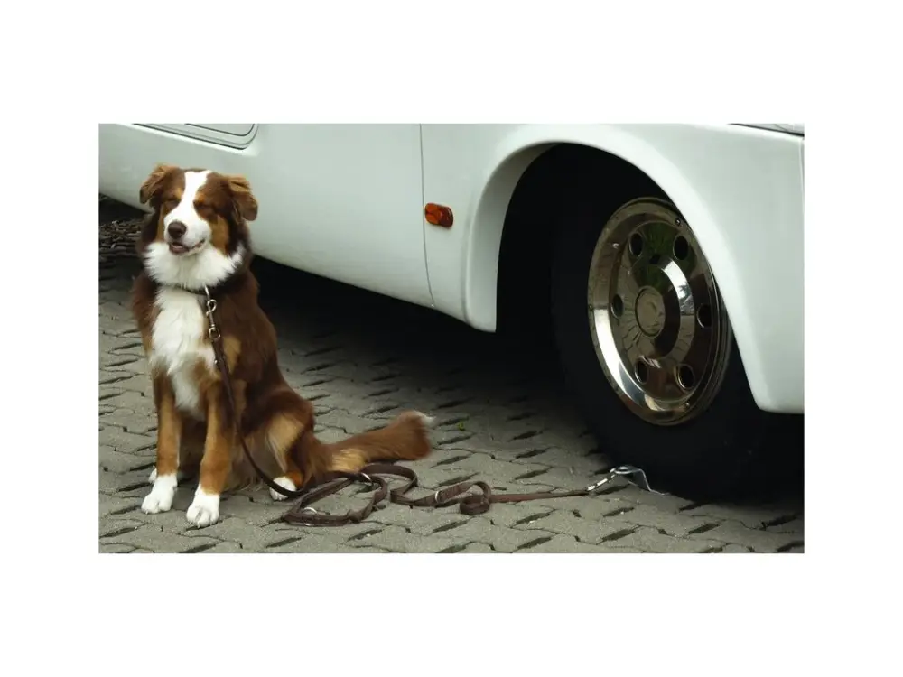 Časově Omezené Držák pro psy DOG-SITTER