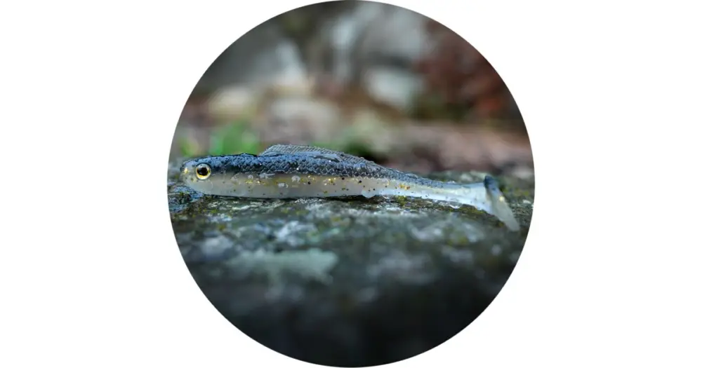 RedBass Gumová Nástraha Ripper Kicker Bass - XS 42 mm Kup Teď