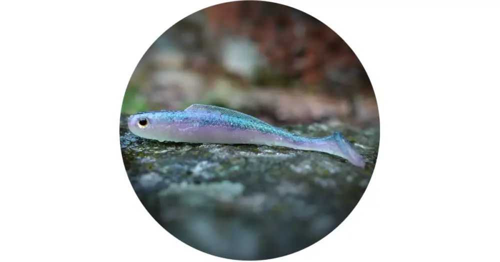 Nejlepší Volba RedBass Gumová Nástraha Ripper Kicker Ghost Natur - XL 125 mm