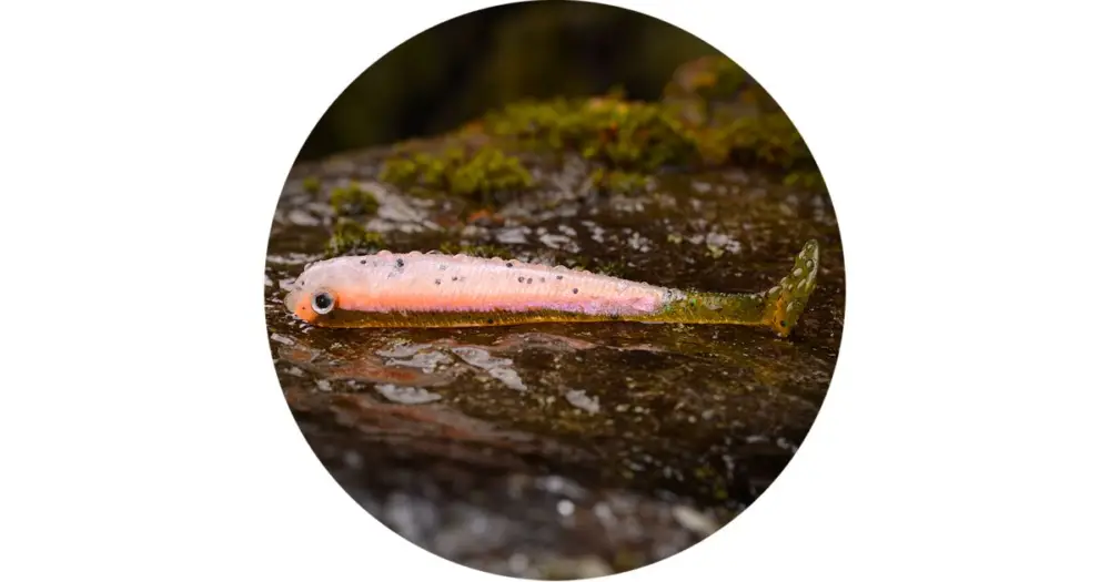 RedBass Gumová Nástraha Ripper Swimmer Slim Rainbow Trout UV Značkový
