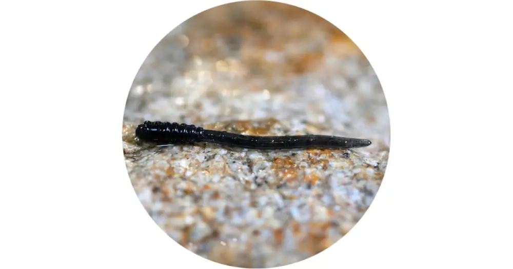 Ověřený RedBass Gumová Nástraha Micro Tail Dark Black